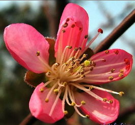像桃花这种雌蕊和雄蕊有六七八个的叫什么花 